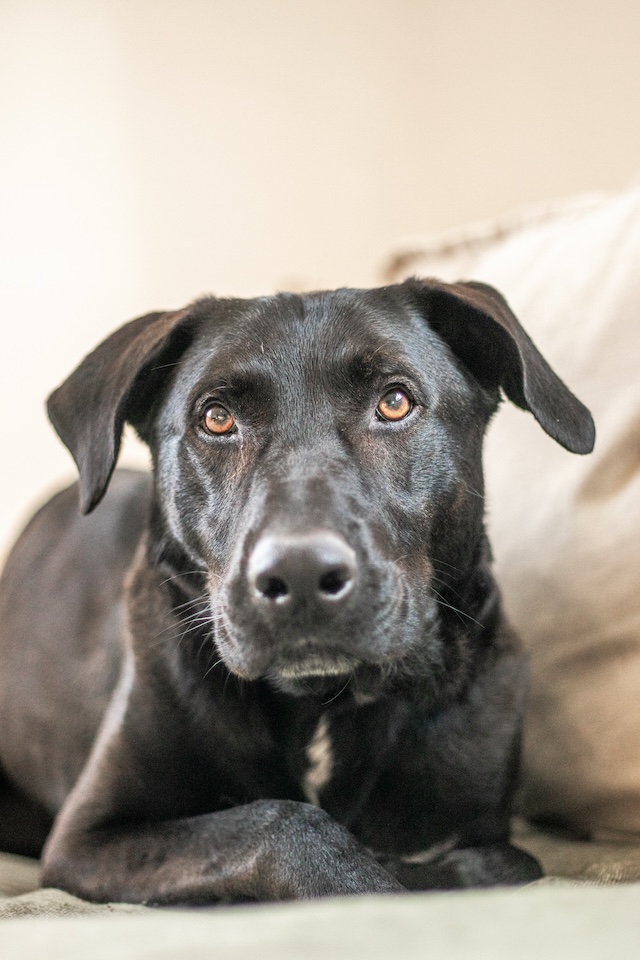 fellengel_paulchen_7