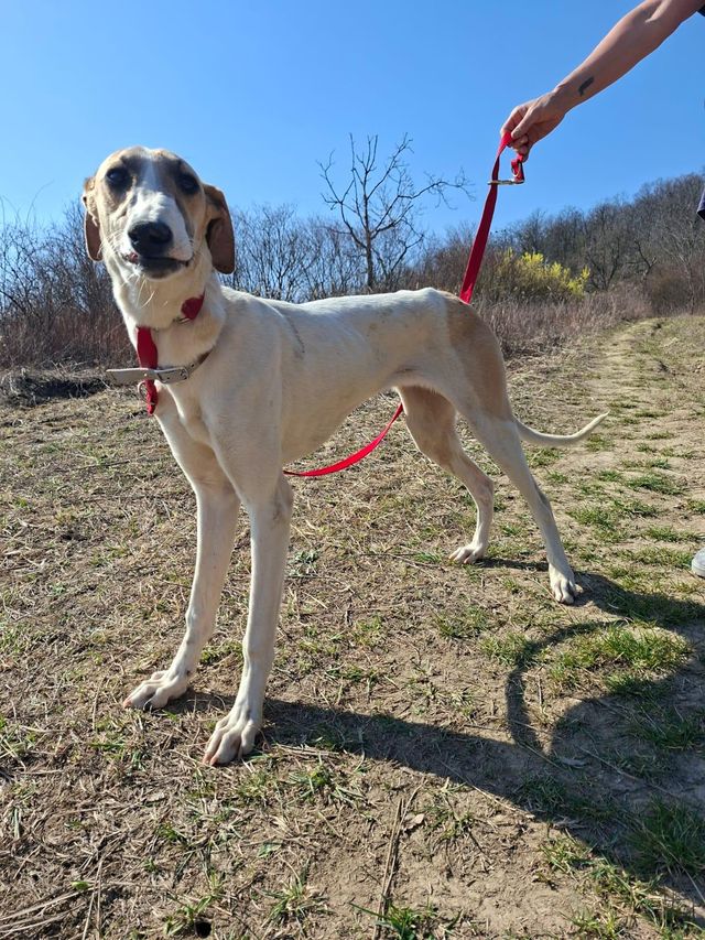 fellengel_sürgöny_03