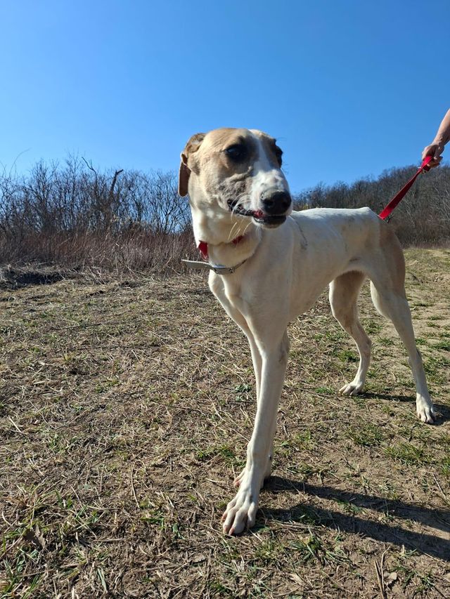 fellengel_sürgöny_04