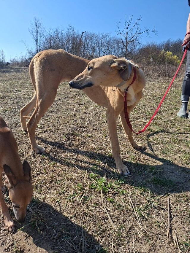 fellengel_tornado_03