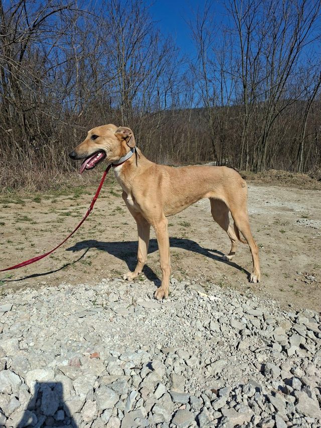 fellengel_tornado_05