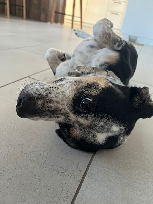 fellengel_trudi1