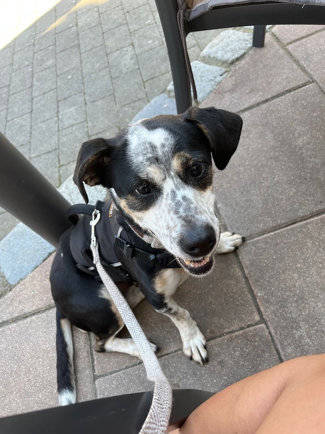 fellengel_trudi3