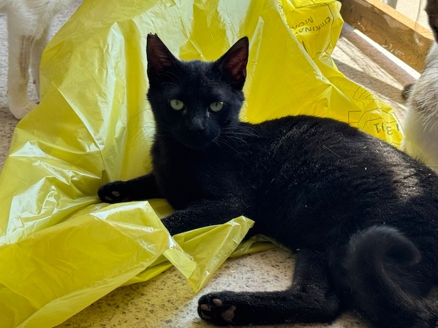 fellengel_zorro1