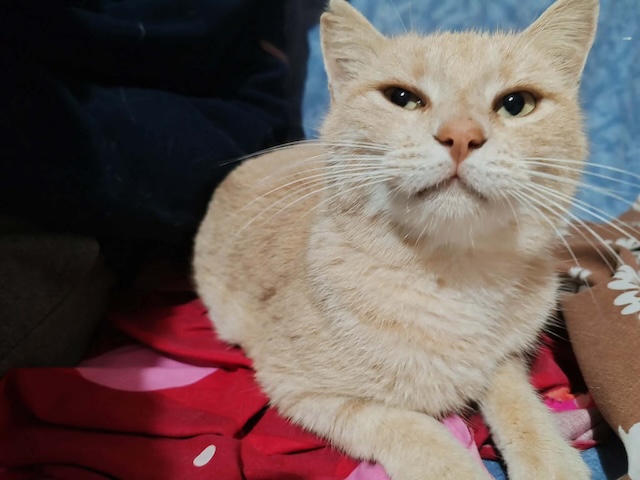 fellengel_cappuccino_2