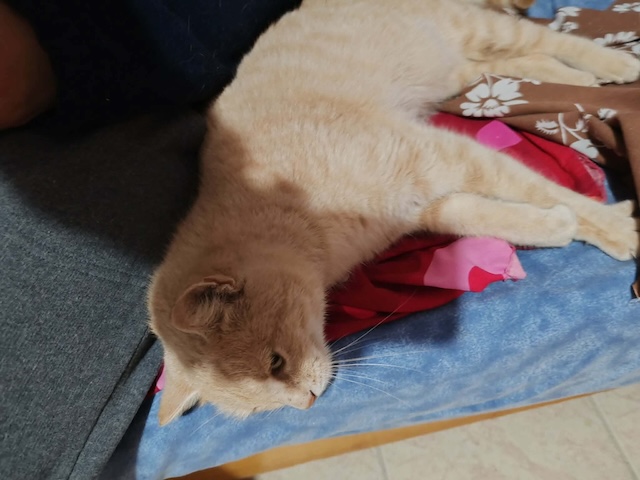 fellengel_cappuccino_3