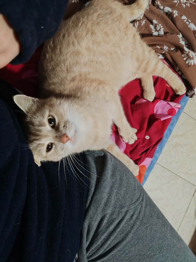 fellengel_cappuccino_4