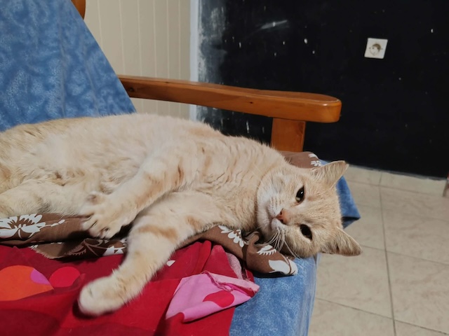 fellengel_cappuccino_5