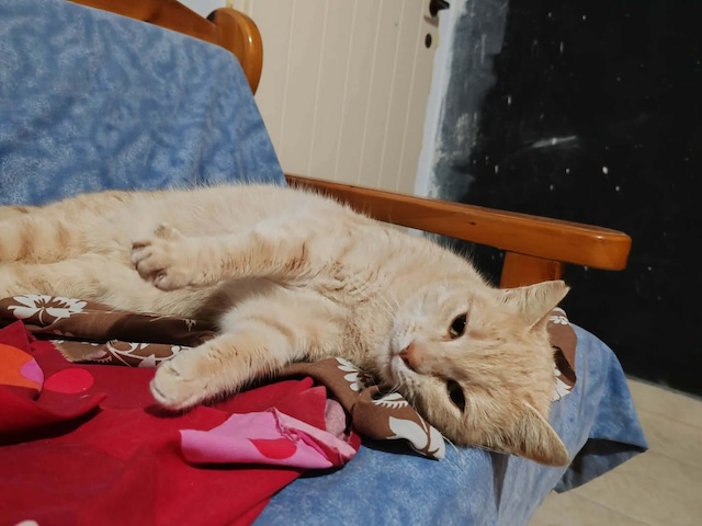 fellengel_cappuccino_6