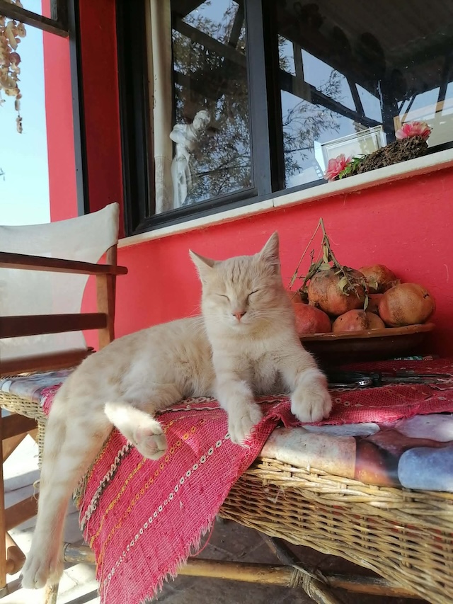 fellengel_cappuccino_7