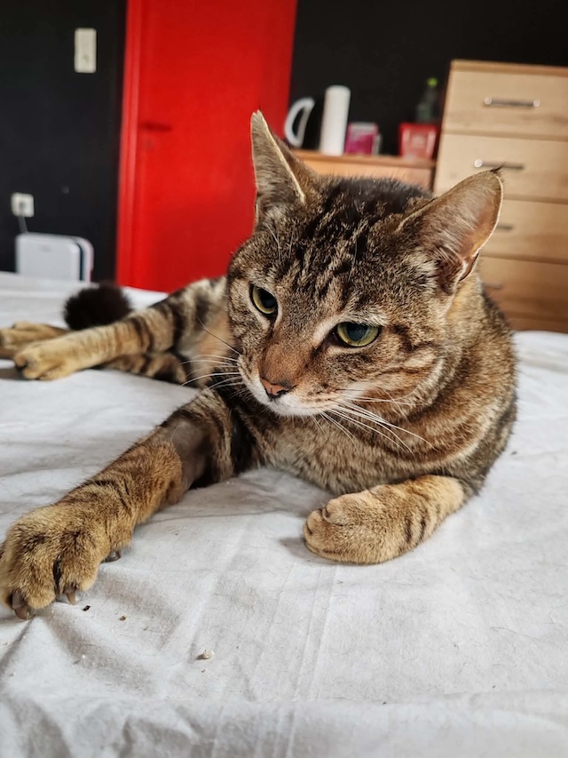 fellengel_charlie_13