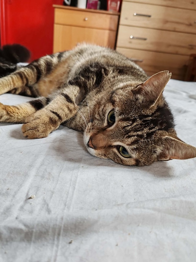 fellengel_charlie_14