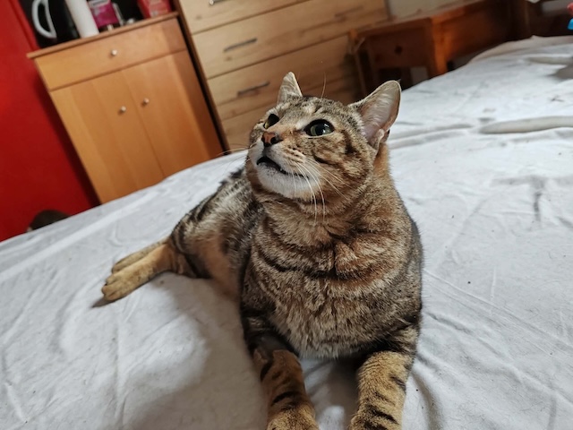 fellengel_charlie_16