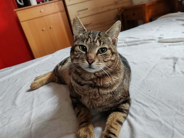 fellengel_charlie_19