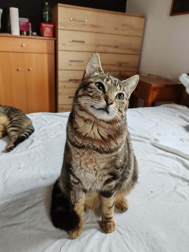 fellengel_charlie_2