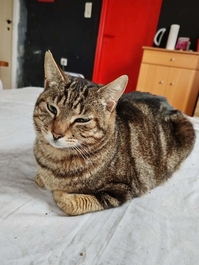 fellengel_charlie_6