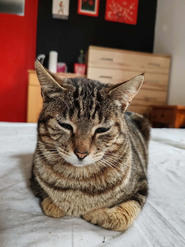 fellengel_charlie_7