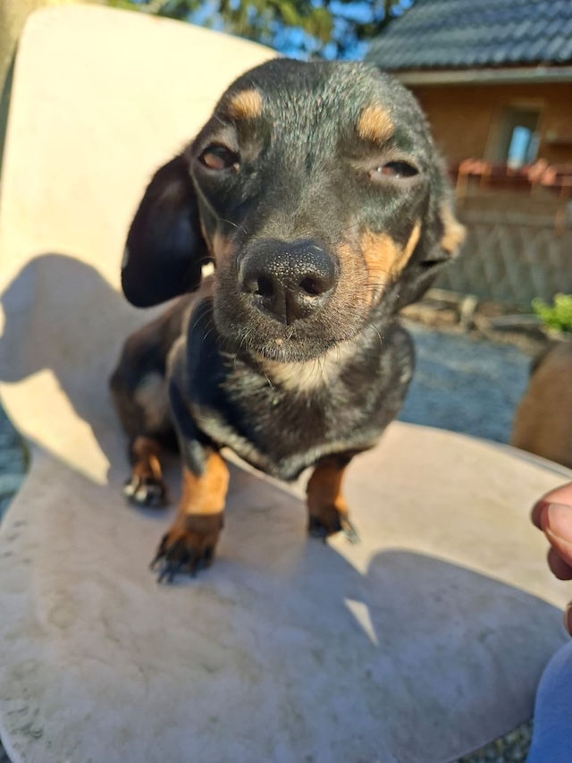 fellengel_csiperke10