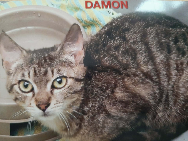 fellengel_damon_1