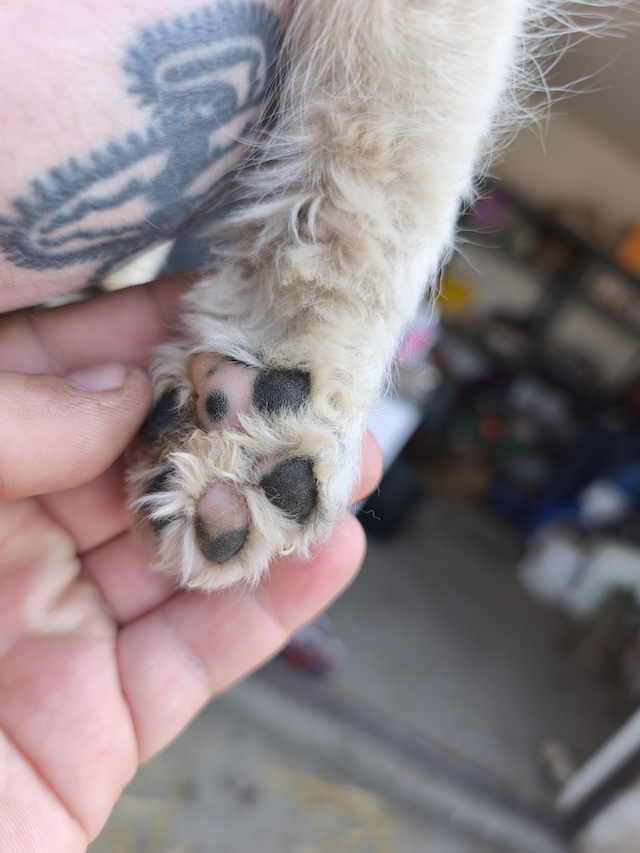 fellengel_margo_töpi_17