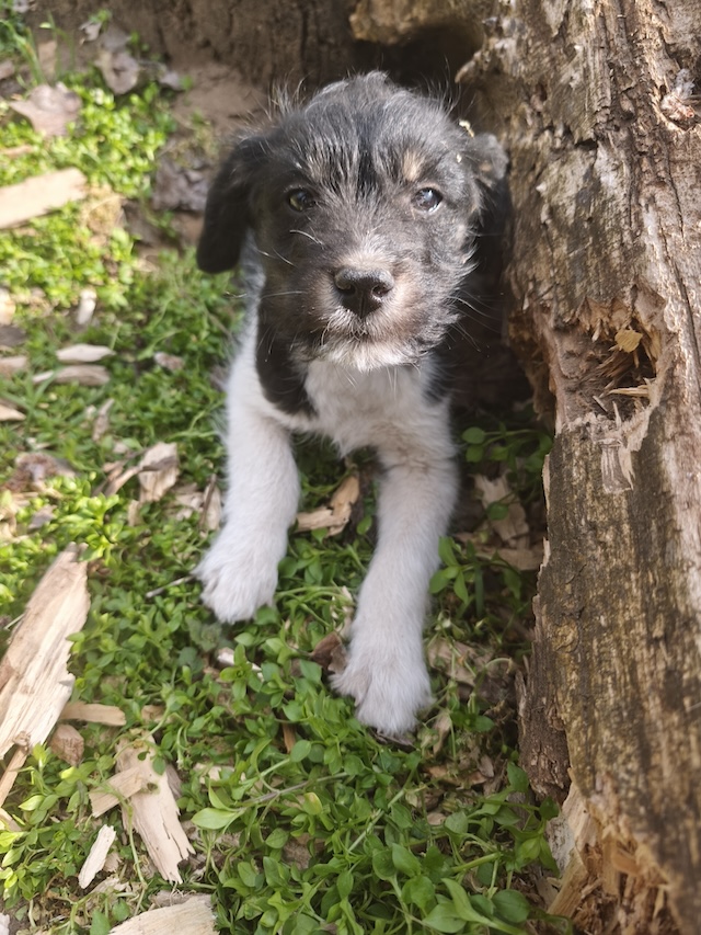 fellengel_margo_töpi_4