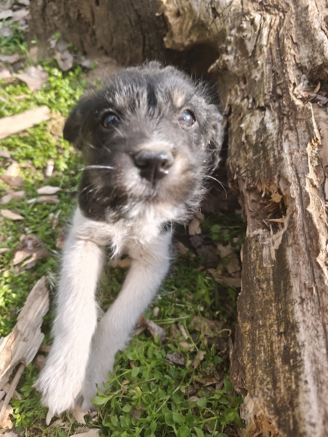 fellengel_margo_töpi_5