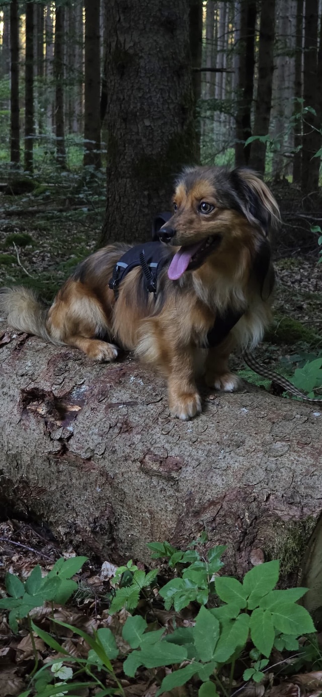fellengel_titan1