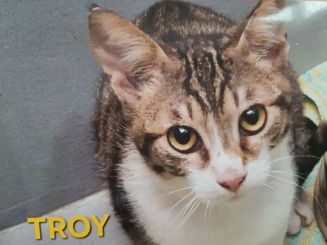 fellengel_troy_1