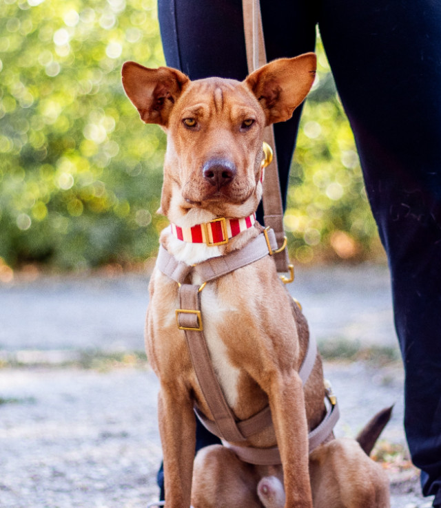 fellengel_Matteo_22