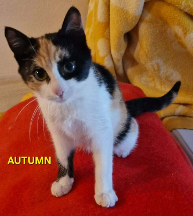 fellengel_autumn_9