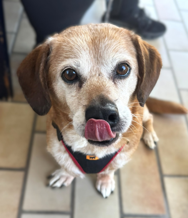 fellengel_Charlie_21