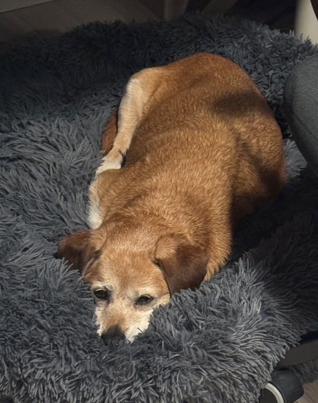 fellengel_Charlie_22