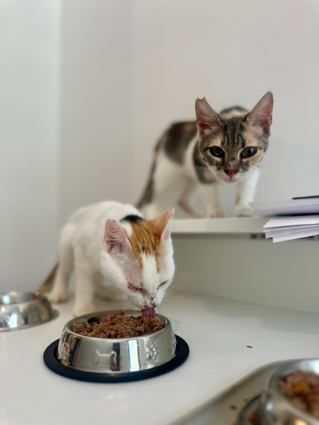 fellengel_Mimi&Romy_1