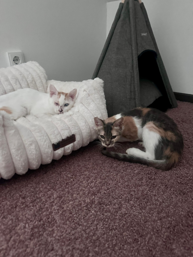 fellengel_Mimi&Romy_3