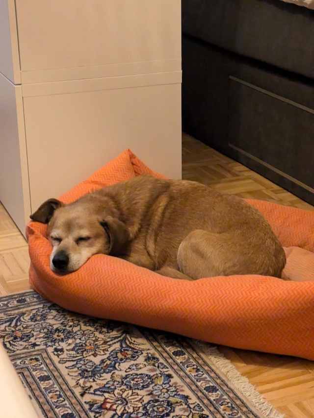fellengel_charlie1