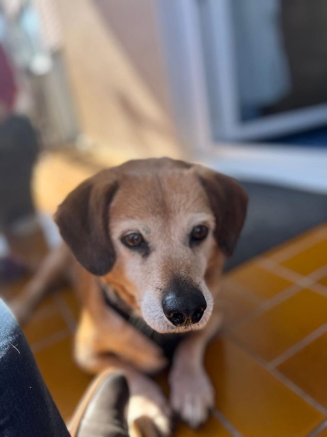 fellengel_charlie11