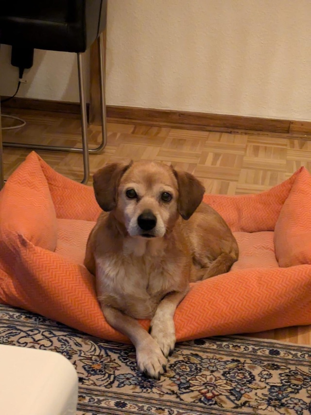 fellengel_charlie5