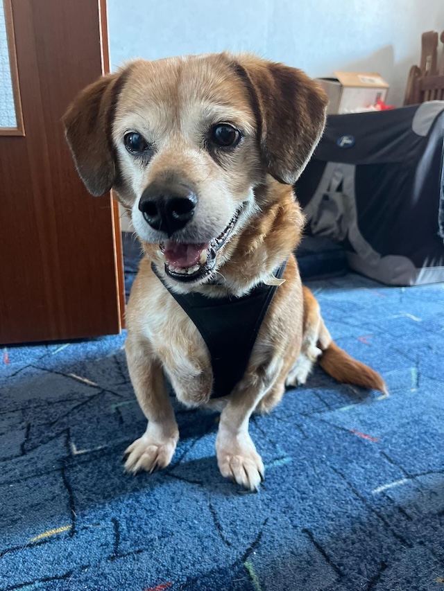 fellengel_charlie6