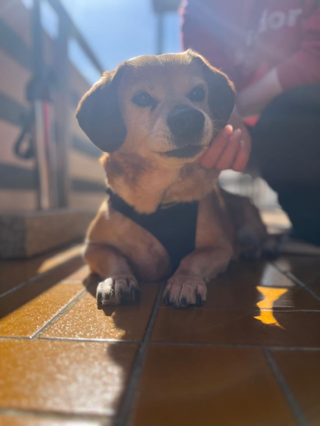 fellengel_charlie7