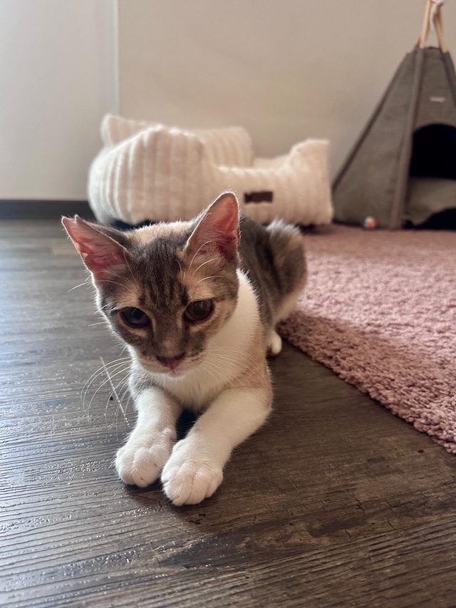fellengel_mimi