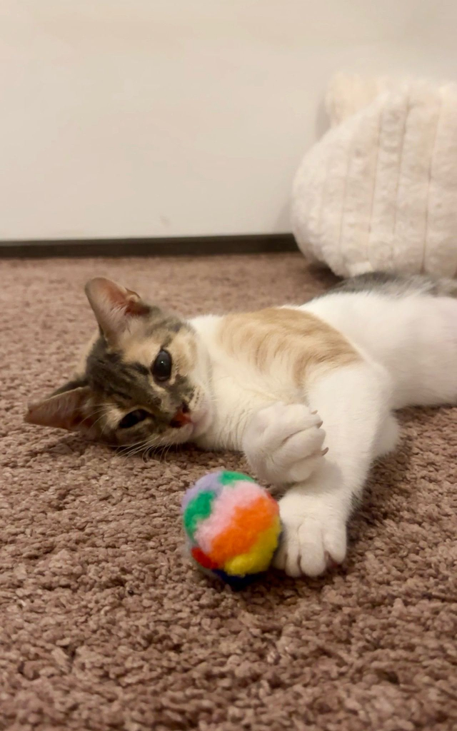 fellengel_mimi_1
