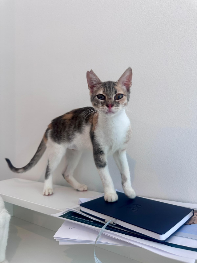 fellengel_mimi_12