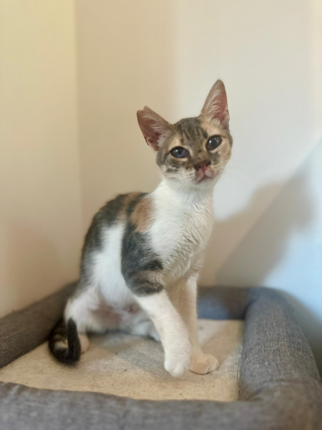 fellengel_mimi_4