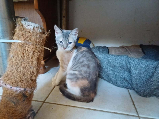 fellengel_mimi_5