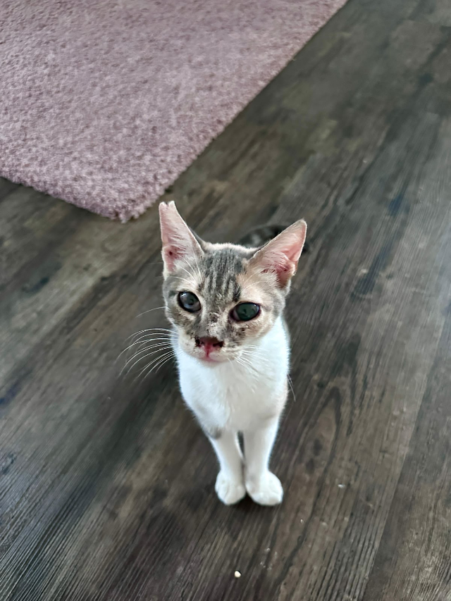 fellengel_mimi_6