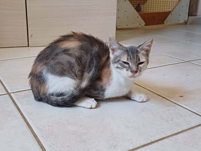 fellengel_mimi_6