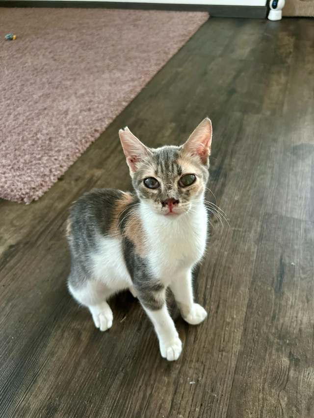 fellengel_mimi_7
