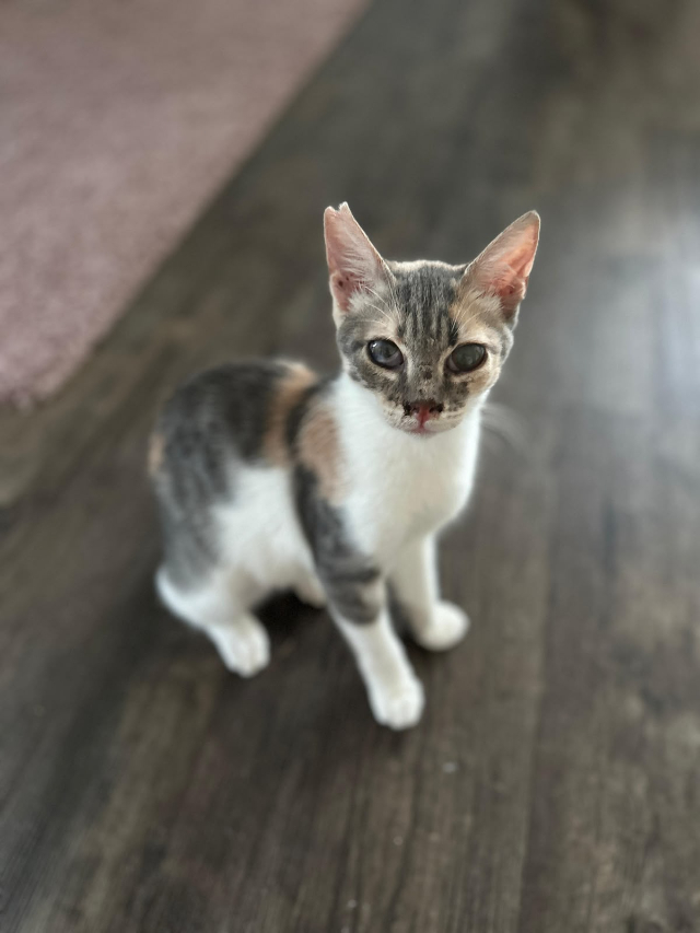 fellengel_mimi_9
