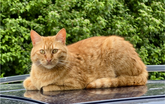 fellengel_nala_2