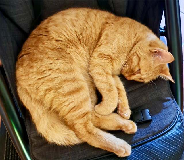 fellengel_nala_3